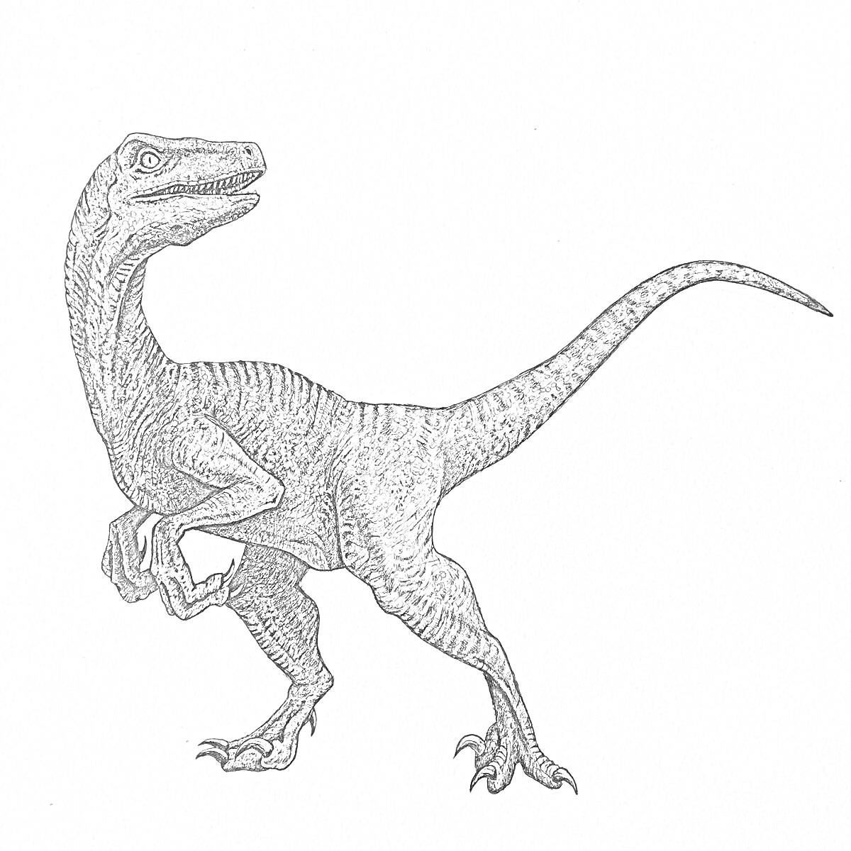Раскраска Велоцераптор в движении, черно-белая раскраска