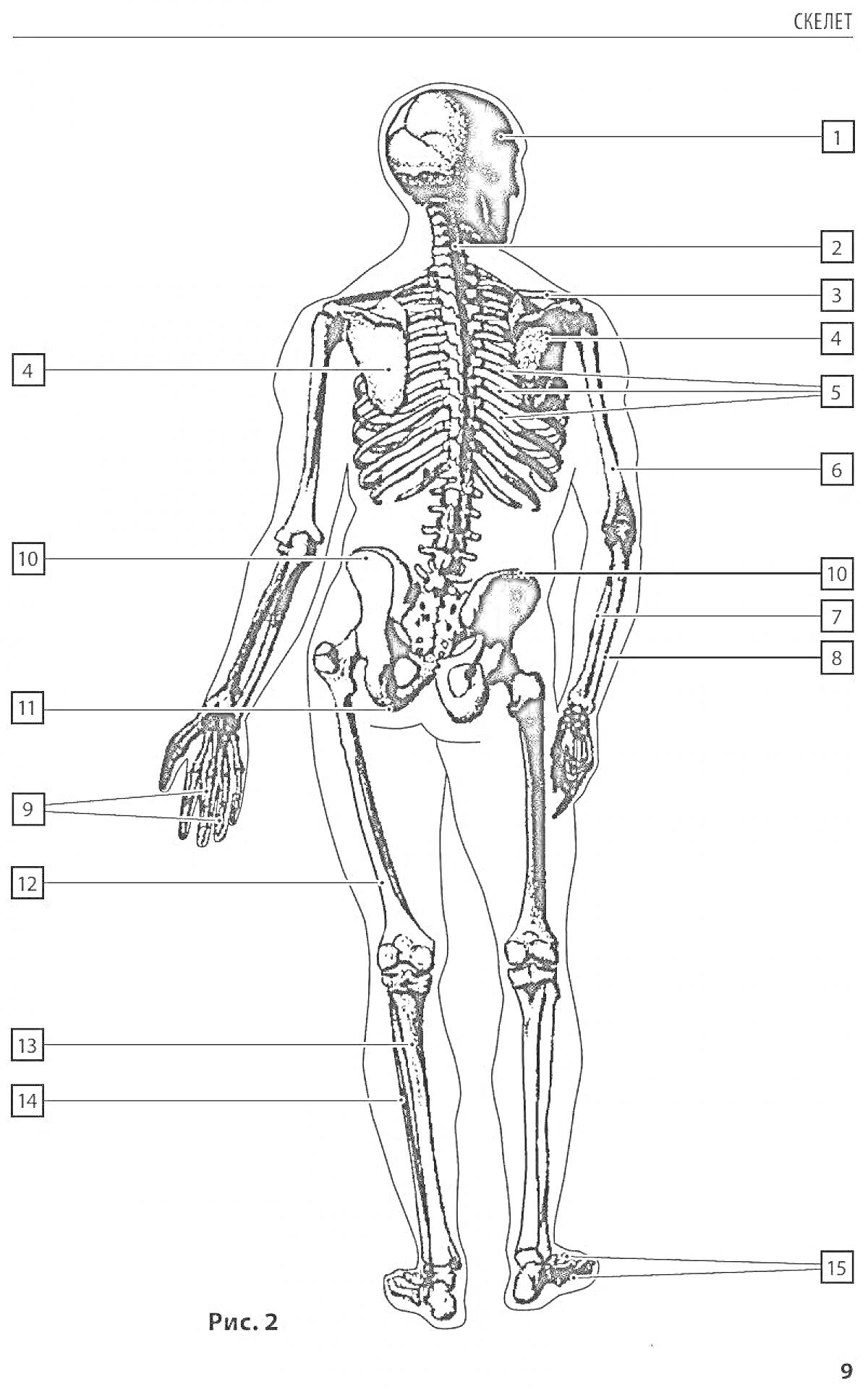 Раскраска Анатомия человека - Скелет (постериорный вид)