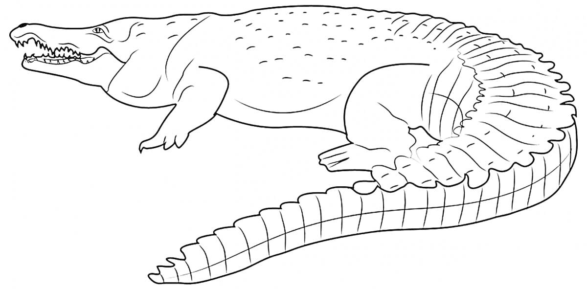 Раскраска Лежащий крокодил с открытой пастью и детализированным хвостом
