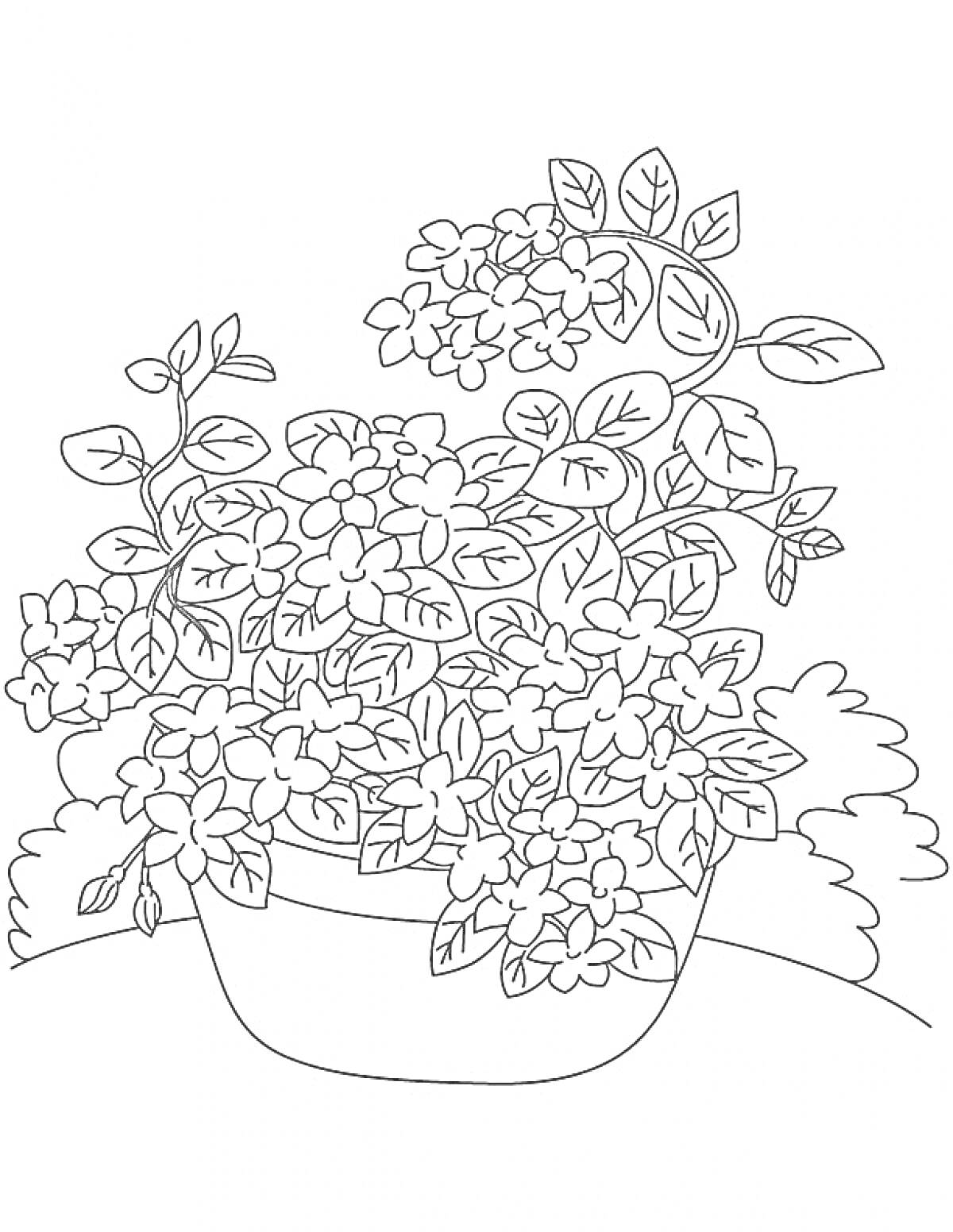 На раскраске изображено: Жасмин, Листья, Природа, Ботаника, Цветы, Кусты, Растения, Горшки