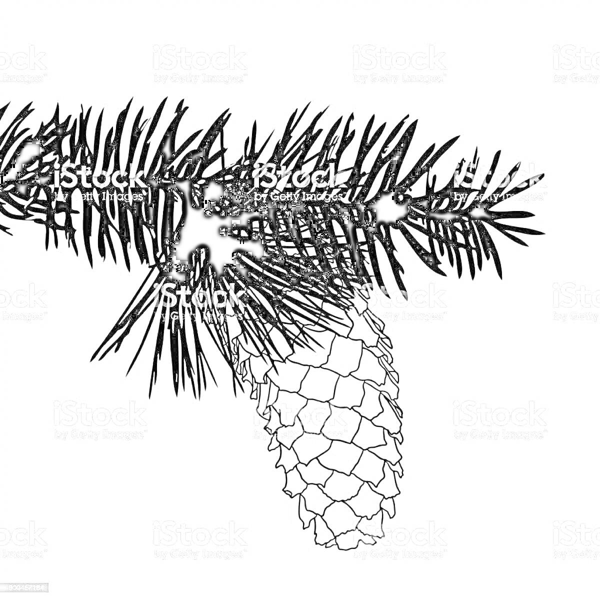 Раскраска Ветка сосны с шишкой и иголками