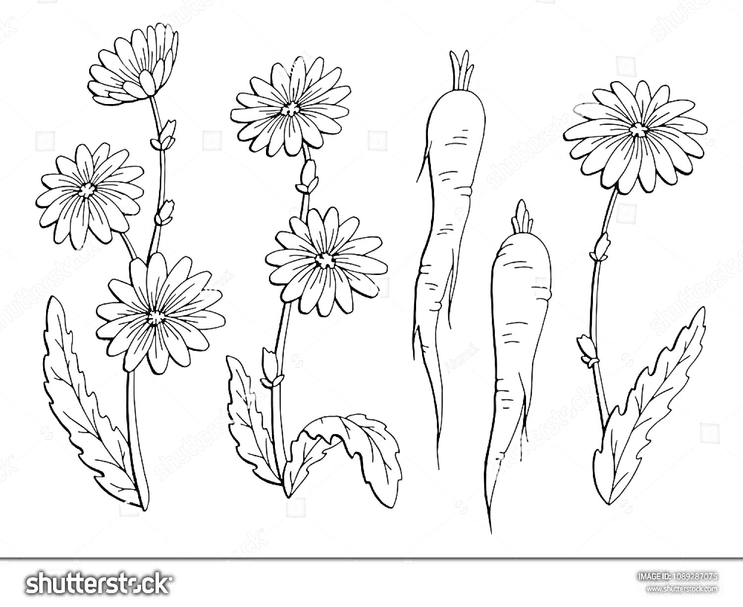 Раскраска Цикорий с цветами и корнями