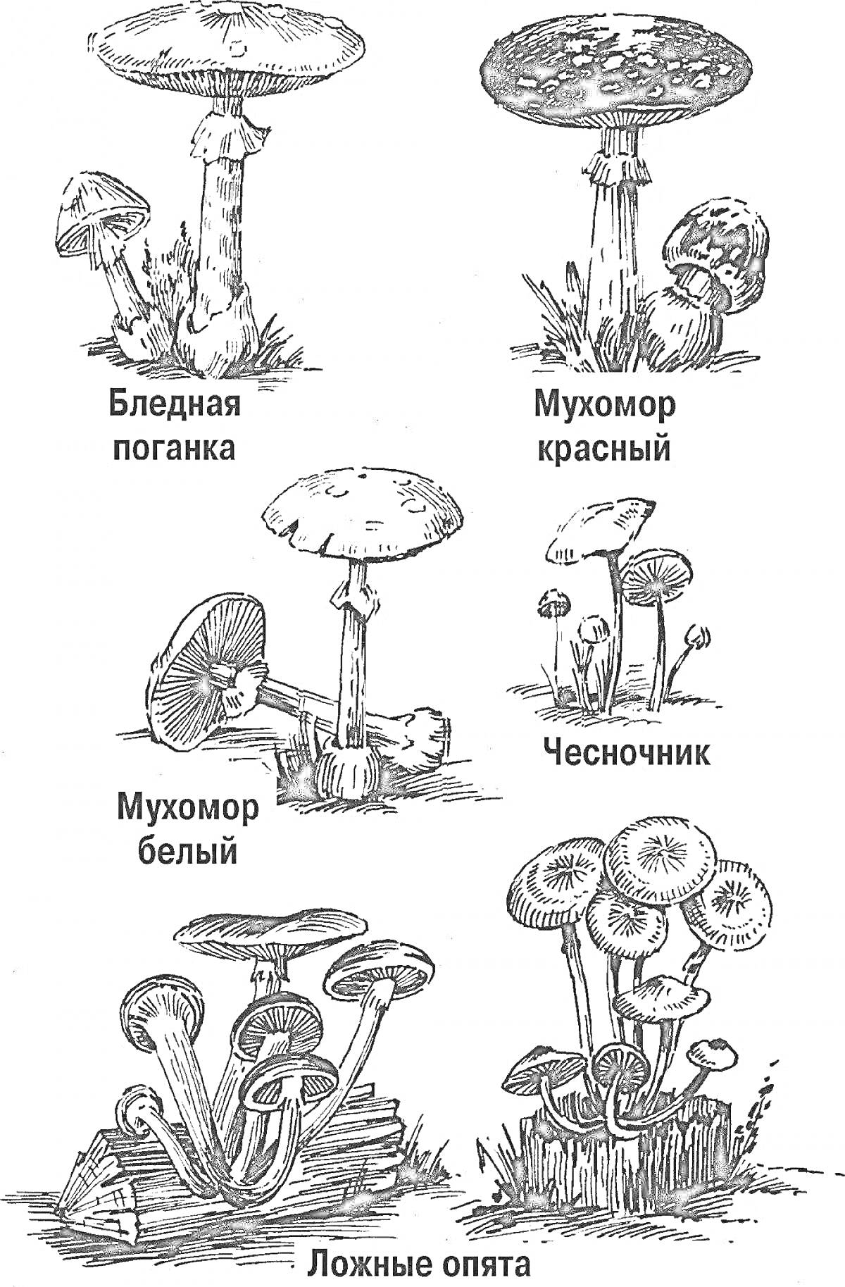 На раскраске изображено: Ядовитые грибы, Бледная поганка, Грибы, Природа