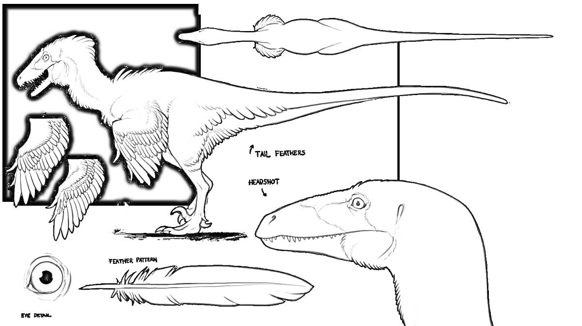 Раскраска ютараптор с частями тела (голова, туловище, хвост, крыло, перья, глаз)