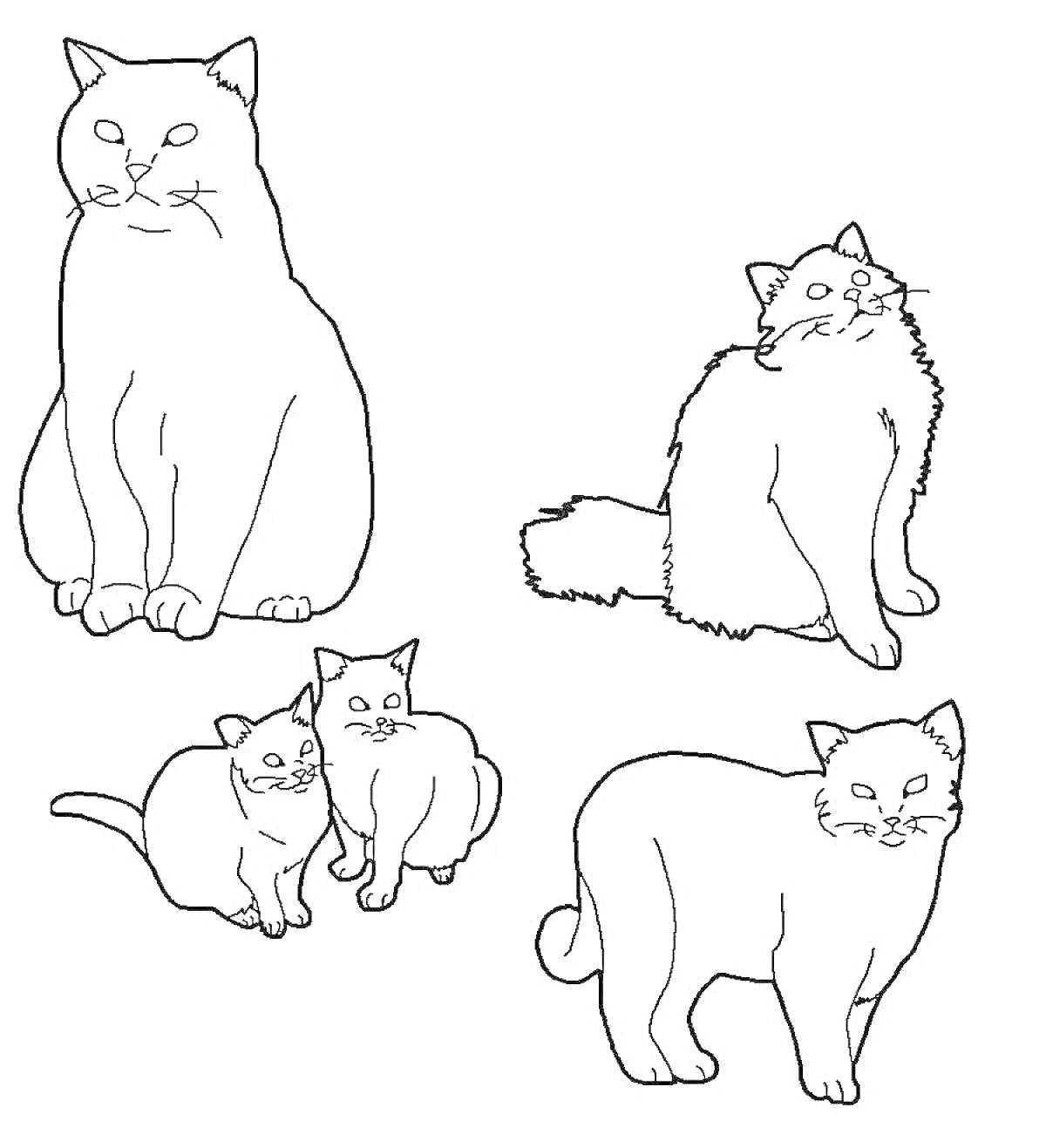 Раскраска Четыре британские кошки: сидящая кошка, пушистая кошка, две рядом стоящие кошки, и стоящая кошка