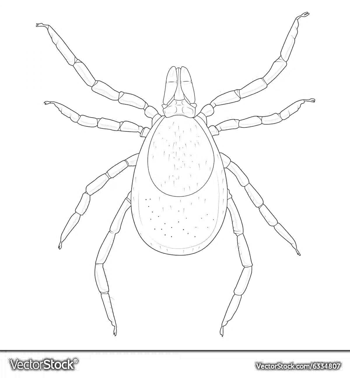 Раскраска клеща с восемью лапками и овальным телом