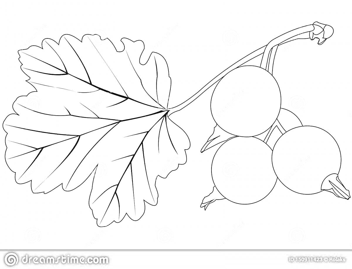 На раскраске изображено: Смородина, Ягоды, Для детей, Ветка, Природа