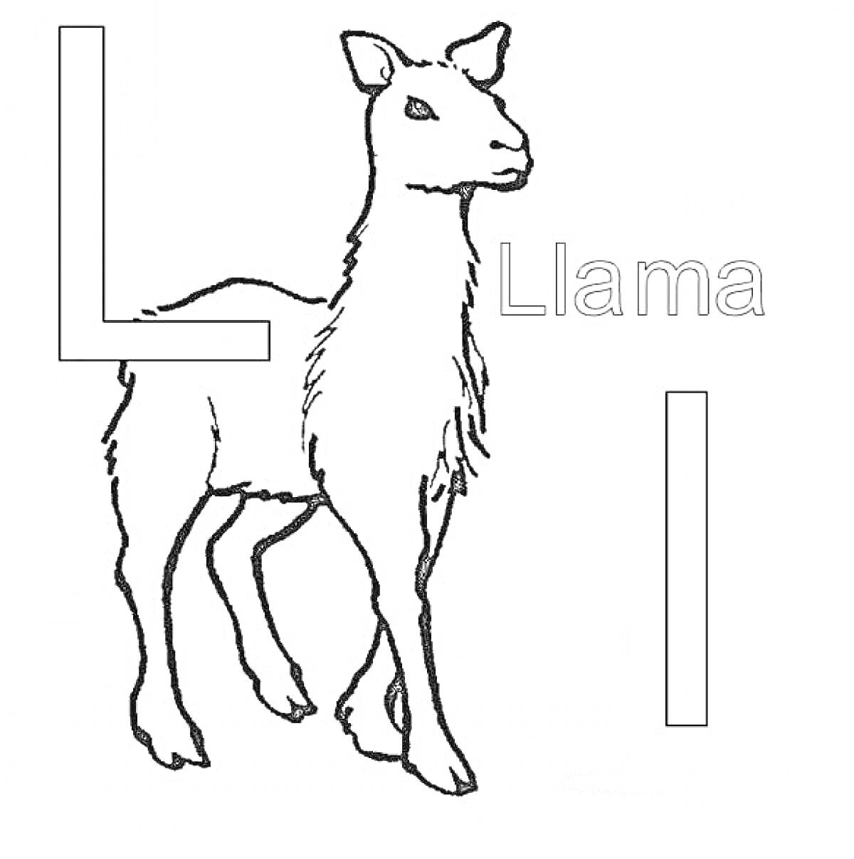 Раскраска Лама, буквы «L» и «I», слово «Llama»
