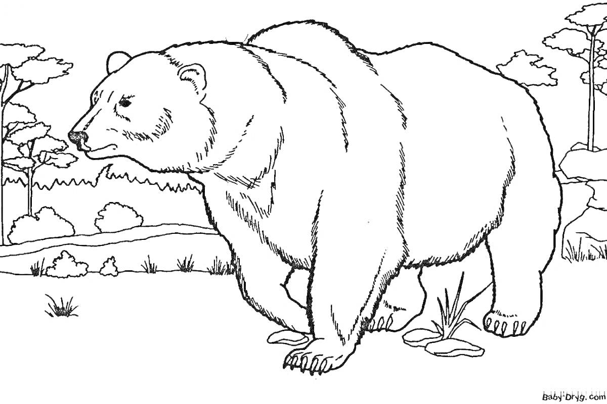 На раскраске изображено: Медведь, Символ России, Природа, Деревья, Поляна, Животные, Дикие животные