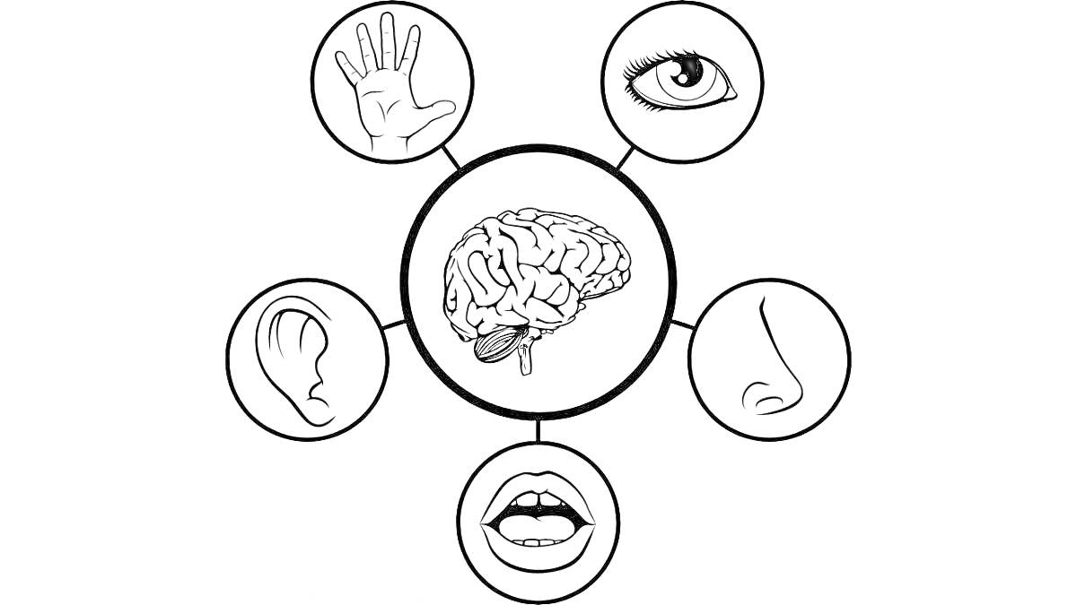 На раскраске изображено: Органы чувств, Мозг, Рука, Ухо, Нос, Рот, Обучение, Развивающие