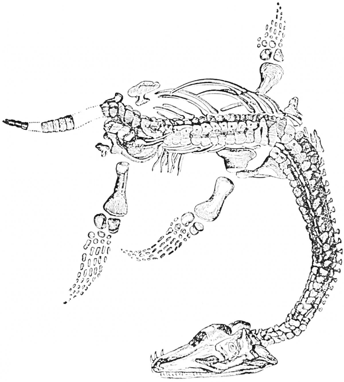 Скелет лиоплевродона с детализированным изображением костей и позвонков