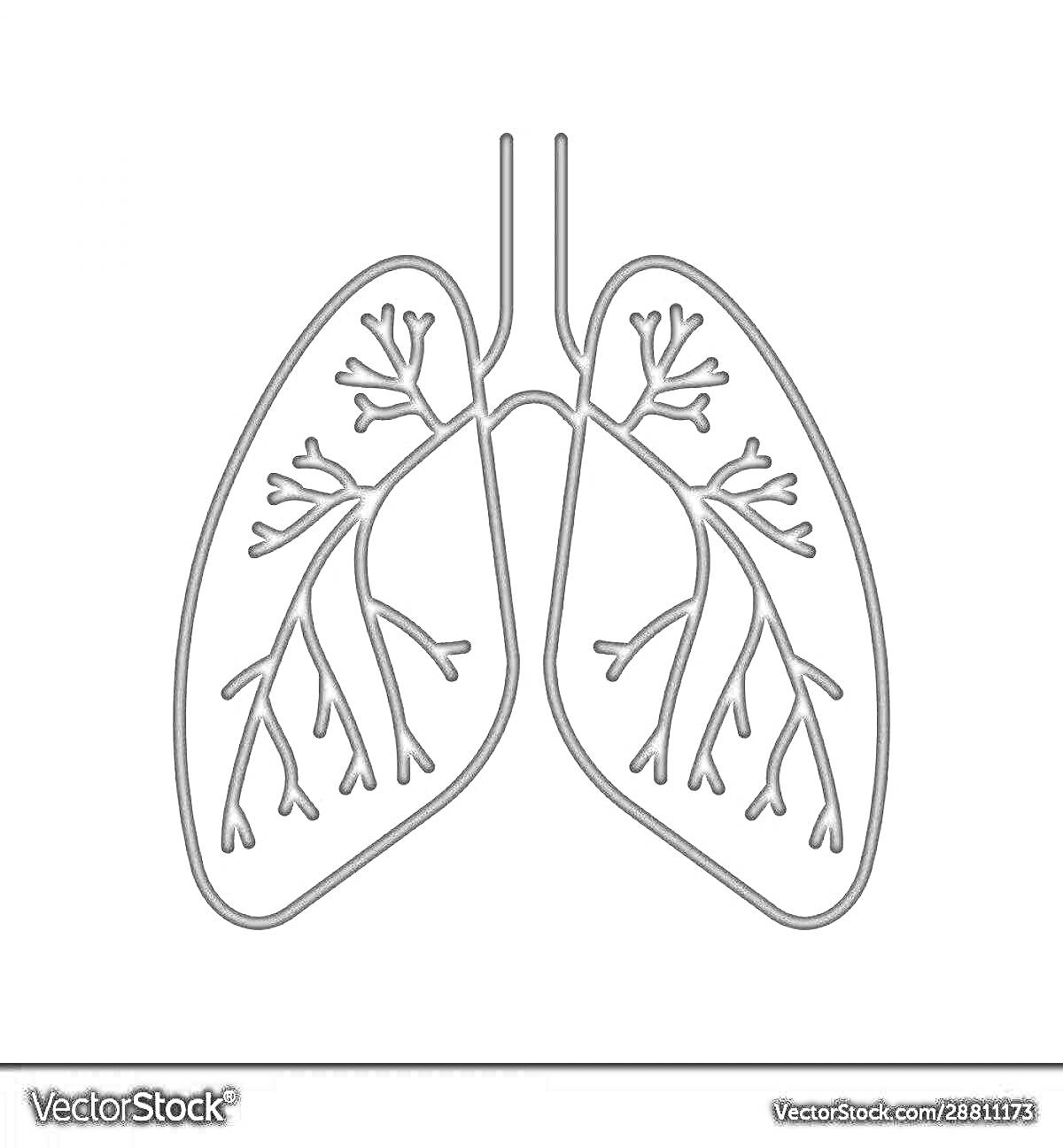 Раскраска Контур легких человека с бронхиальными ветками