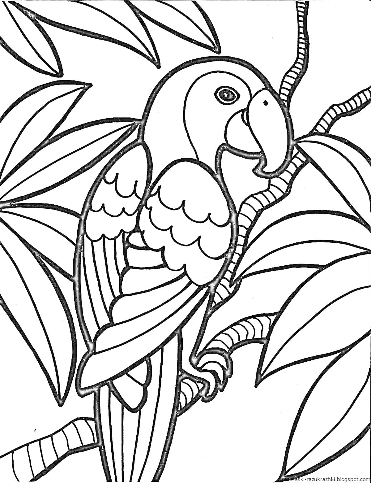 Раскраска Попугай на ветке среди листьев
