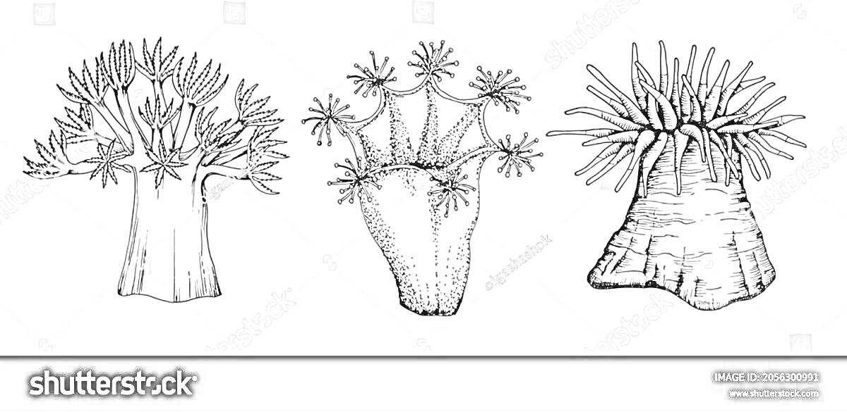 Раскраска три актинии в разных формах и видах
