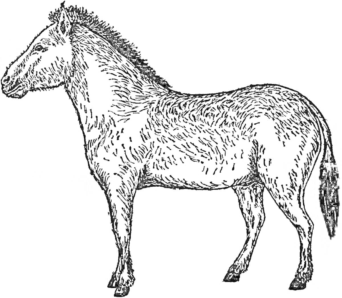 Раскраска Лошадь Пржевальского стоящая на фоне белого листа