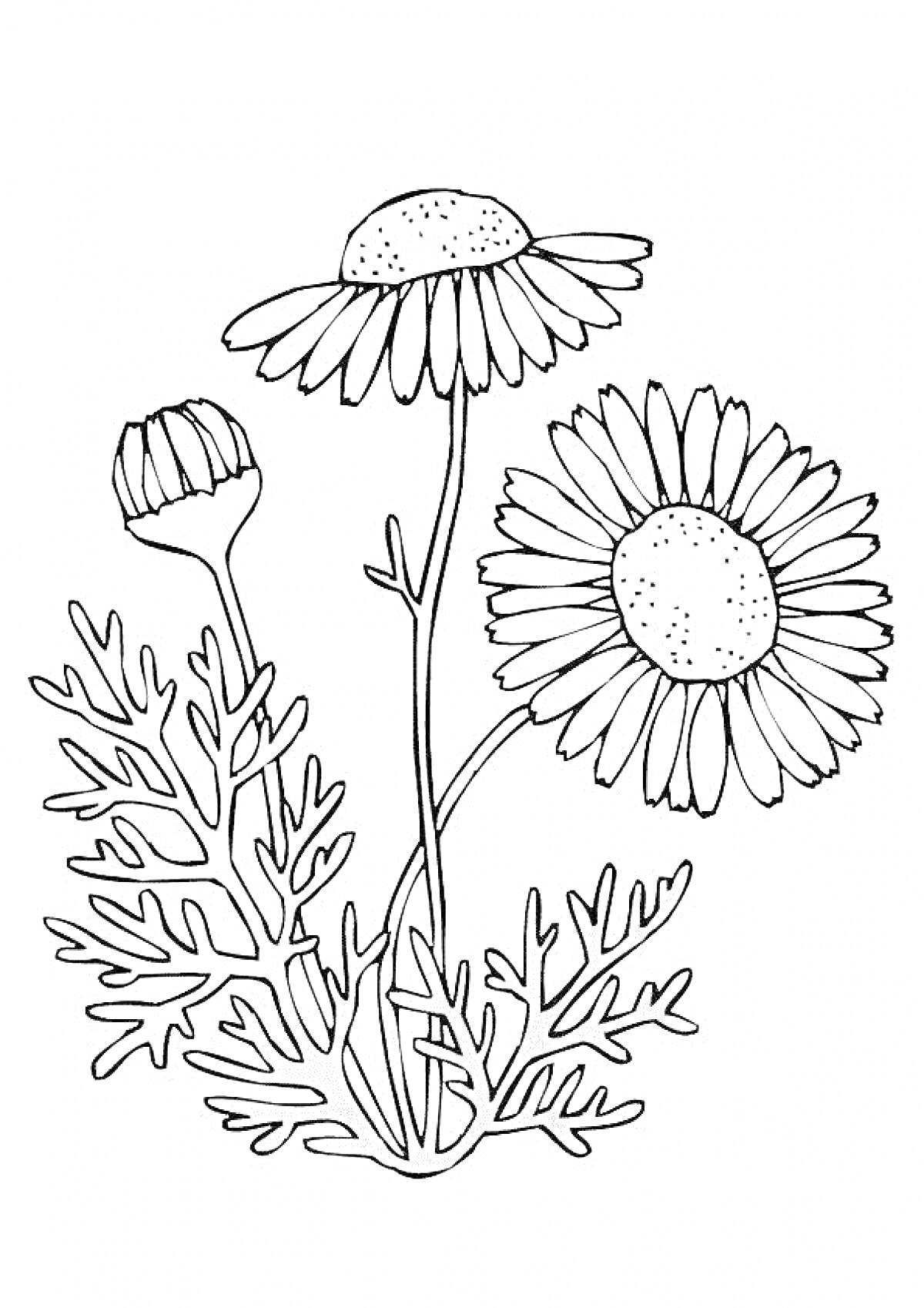 На раскраске изображено: Ромашка, Цветы, Бутон, Листья, Ботаника, Растения, Контурные рисунки