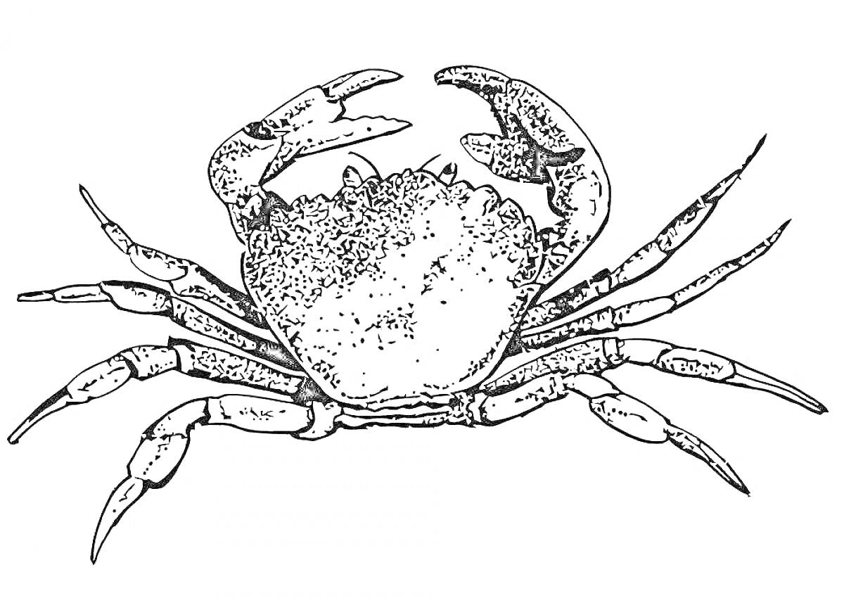 Раскраска Черно-белая раскраска с изображением краба с крупными клешнями и восемью ногами