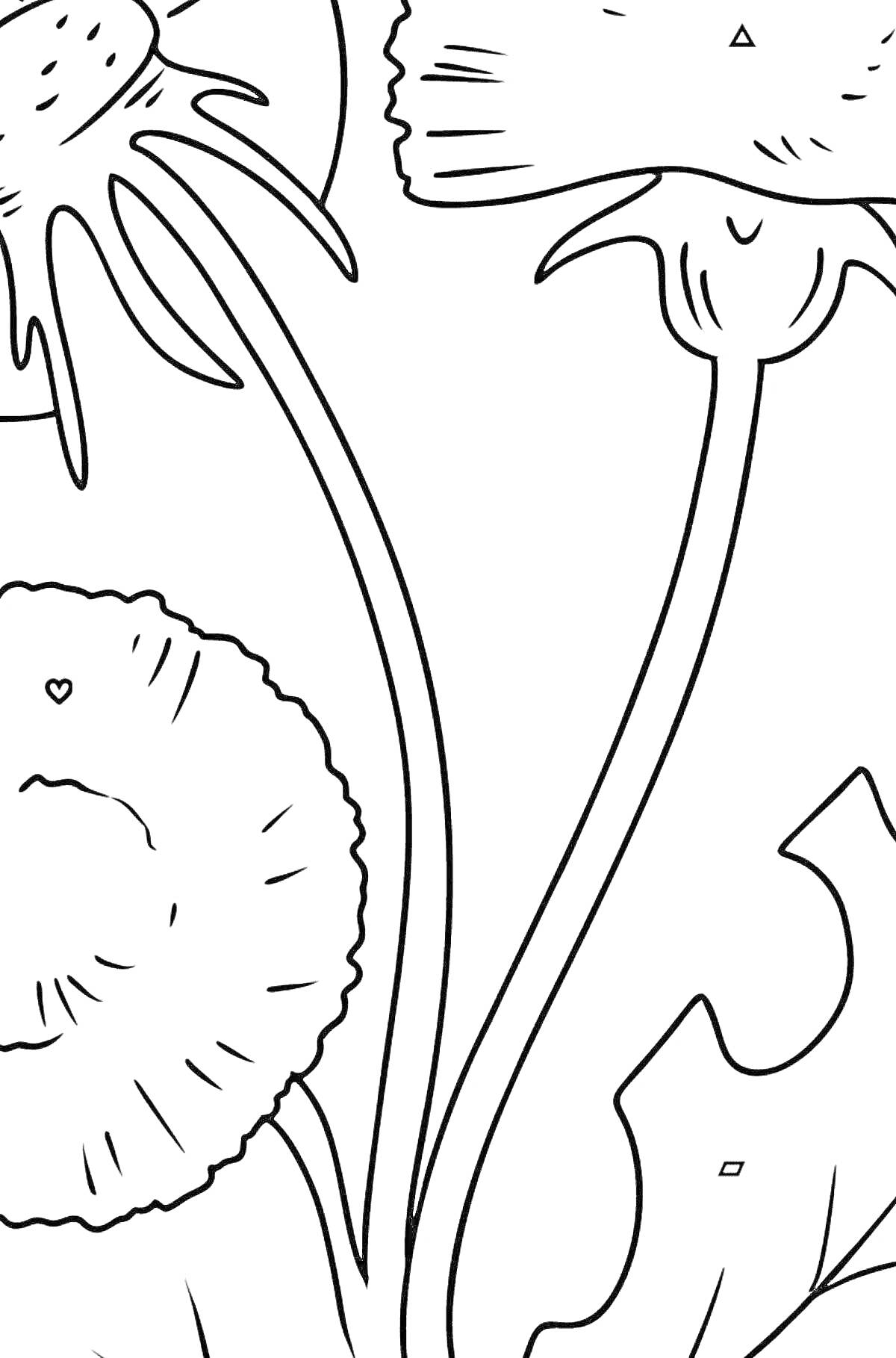 На раскраске изображено: Одуванчик, Листья, Стебель, Природа, Для детей, Цветы, Растения, Контурные рисунки