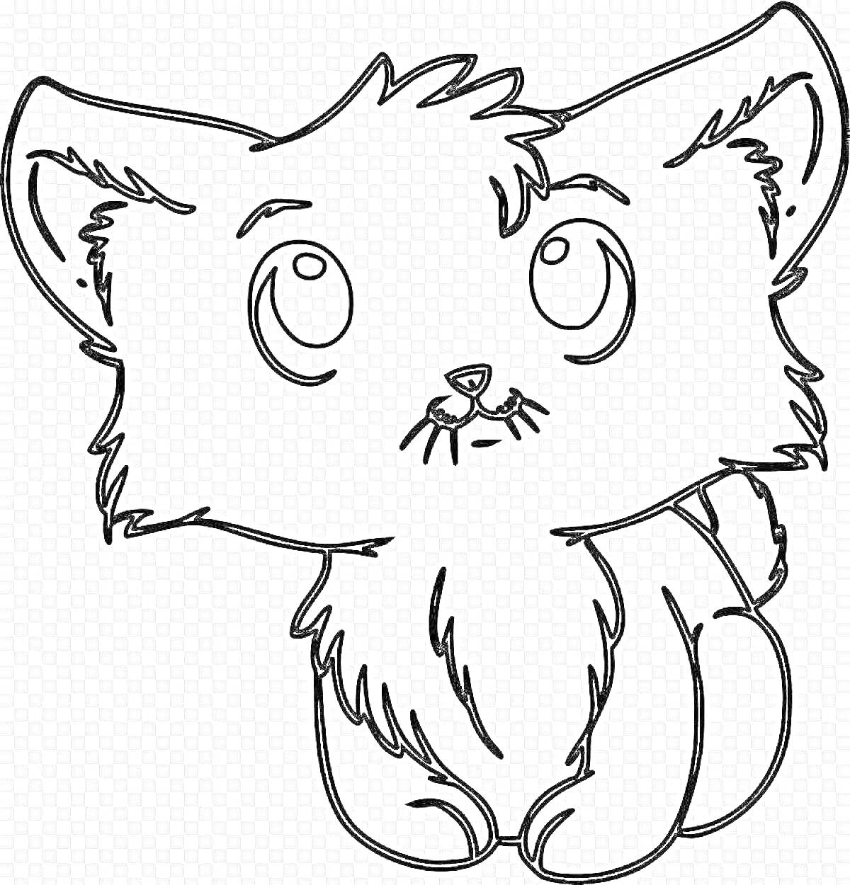 Раскраска Пушистый кот с большими глазами, сидящий на задних лапках