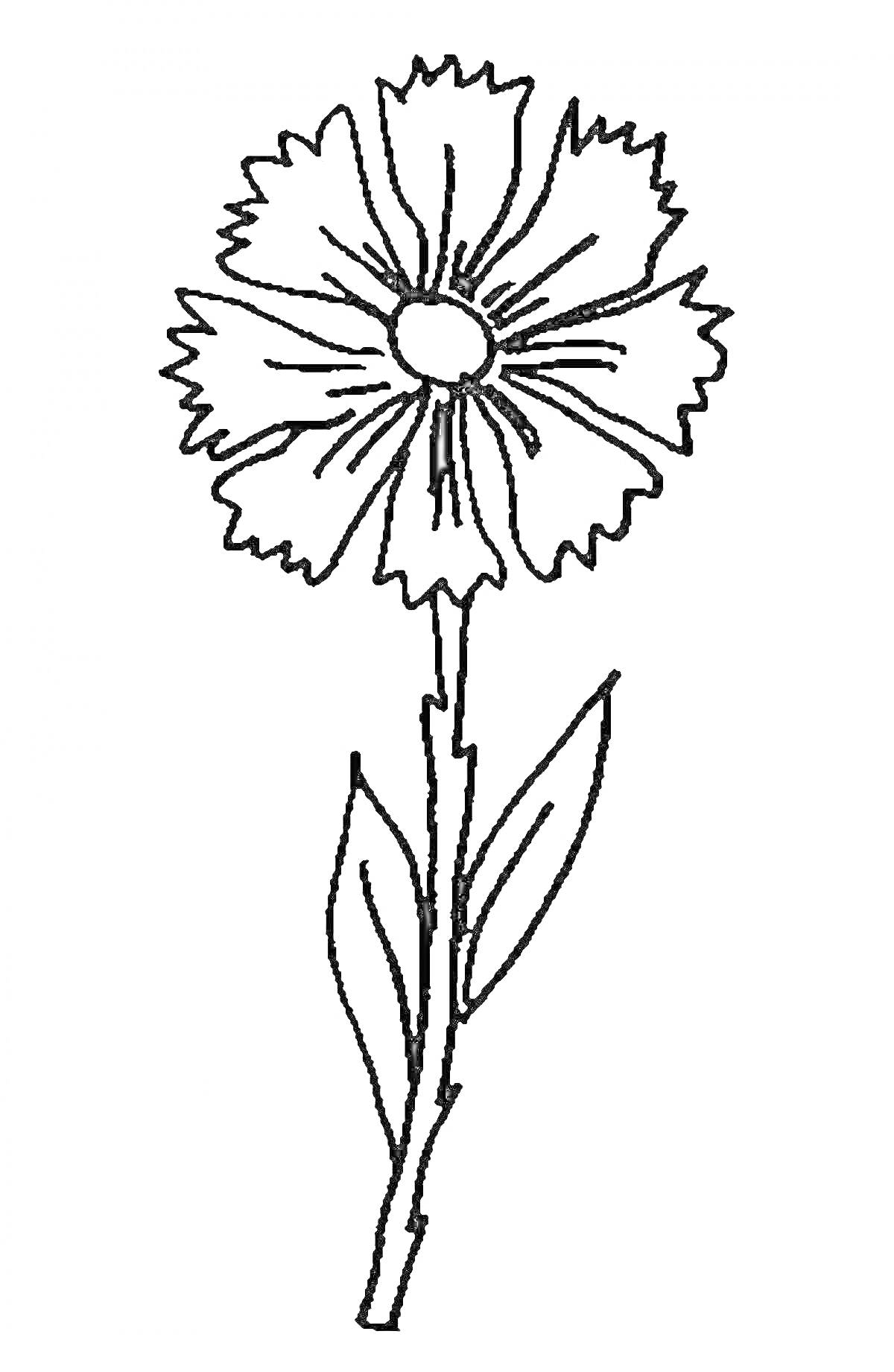 Раскраска Василек с цветком на стебле и листьями