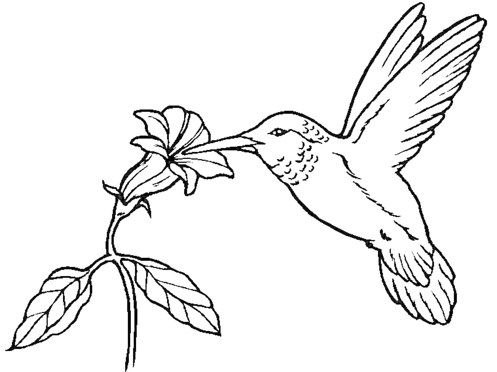 На раскраске изображено: Колибри, Птица, Листья, Нектар