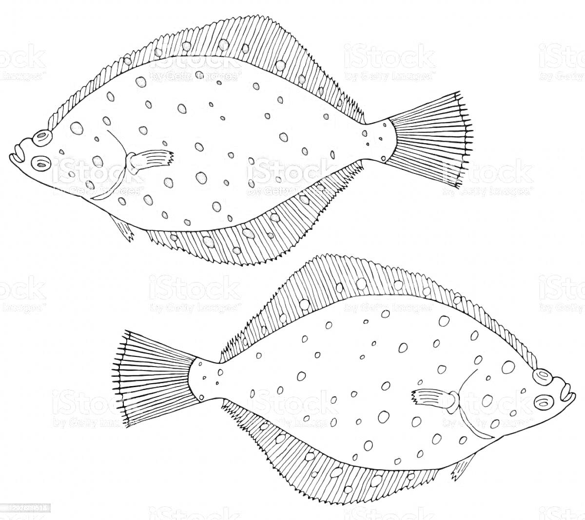 На раскраске изображено: Камбала, Рыба, Пятна, Морская рыба, Океанская жизнь