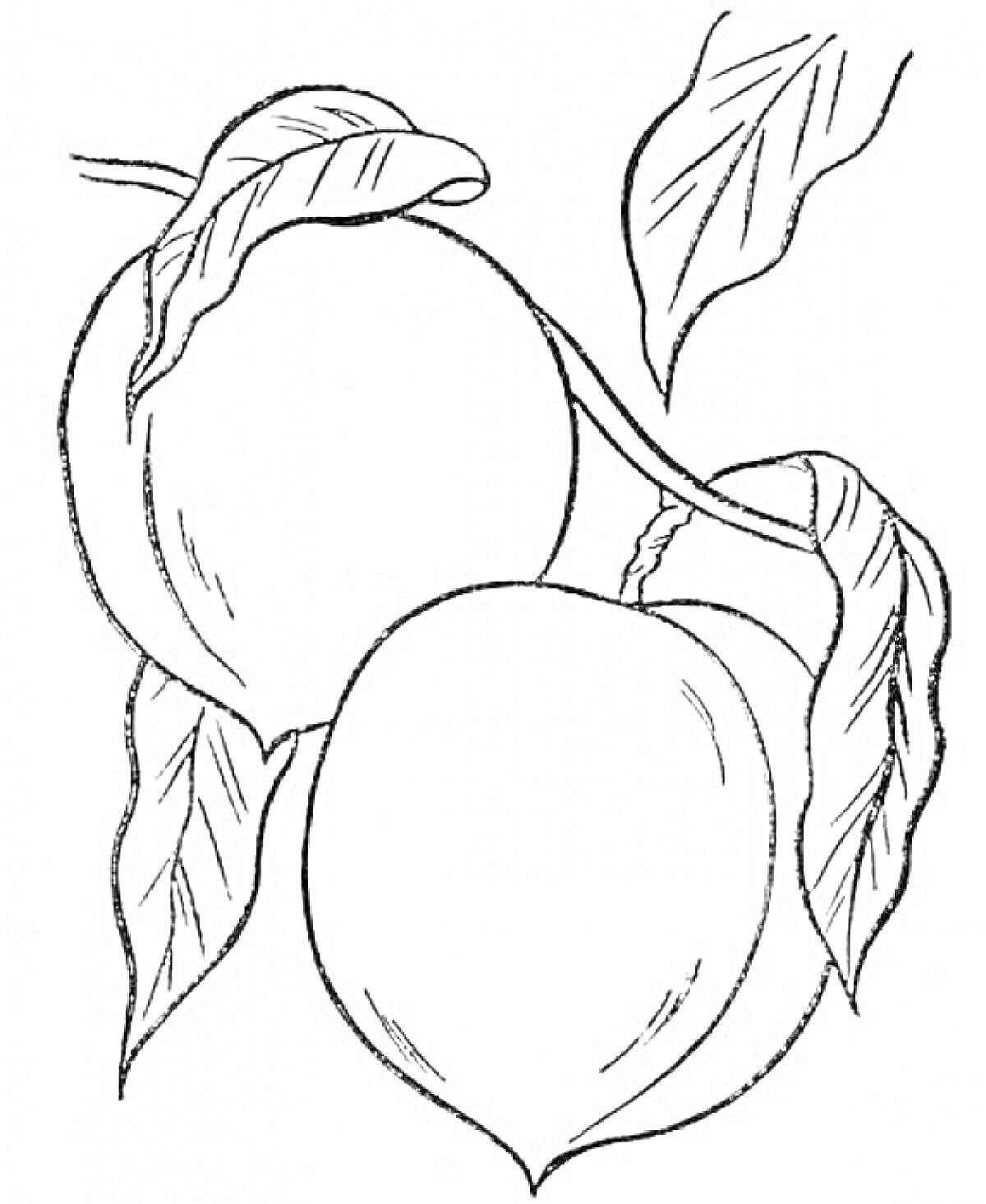 Раскраска Два персика с листьями