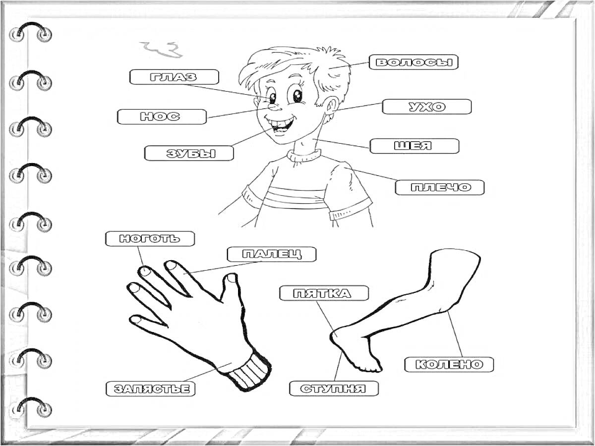 Части тела человека для детей (глаза, нос, рот, ухо, голова, шея, рука, палец, нога, колено, плечо)
