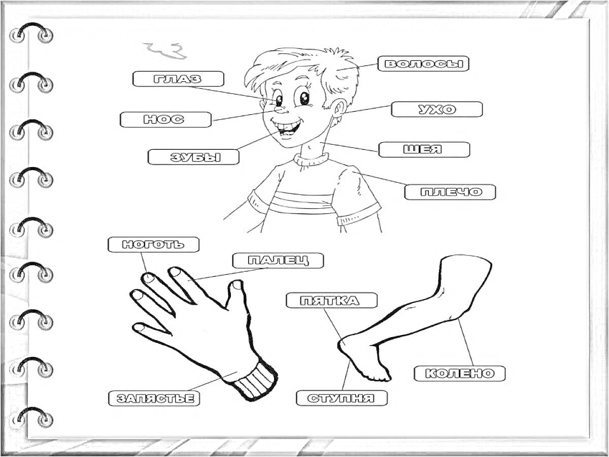 На раскраске изображено: Части тела, Нос, Рот, Ухо, Голова, Шея, Рука, Для детей, Пальцы, Плечи, Глаза, Колени, Ноги