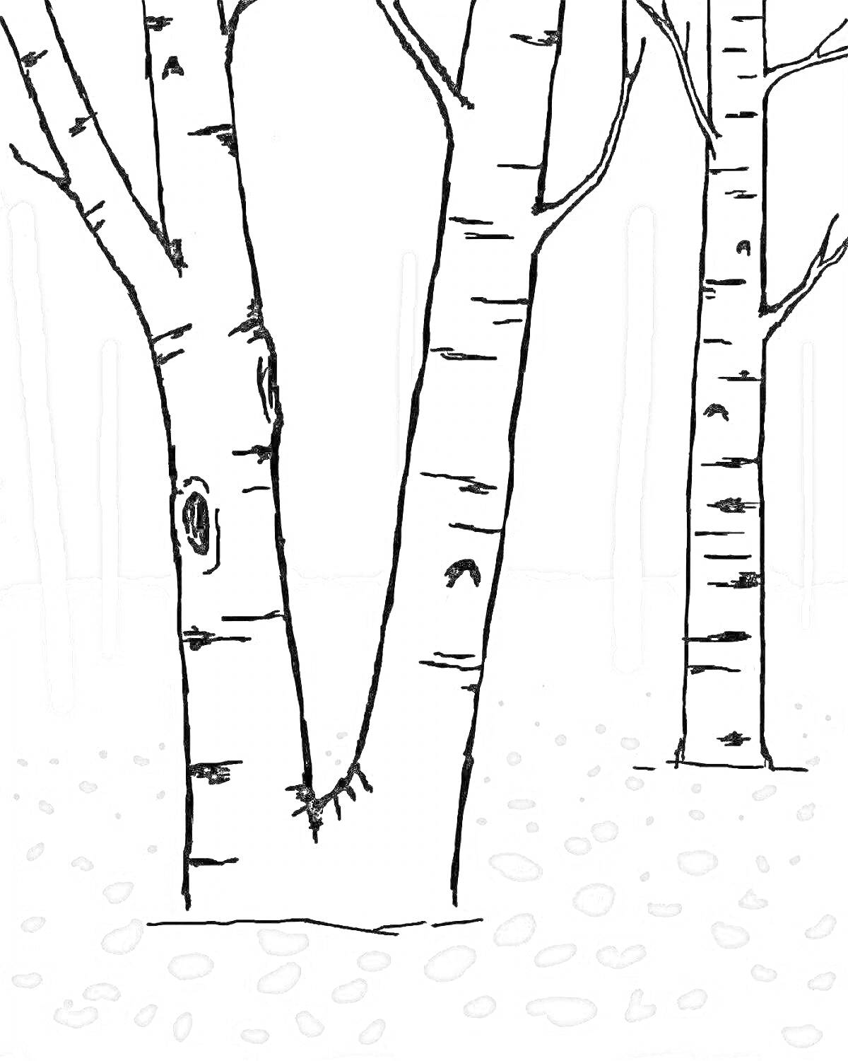 На раскраске изображено: Береза, Роща, Деревья, Природа, Для детей, Листья