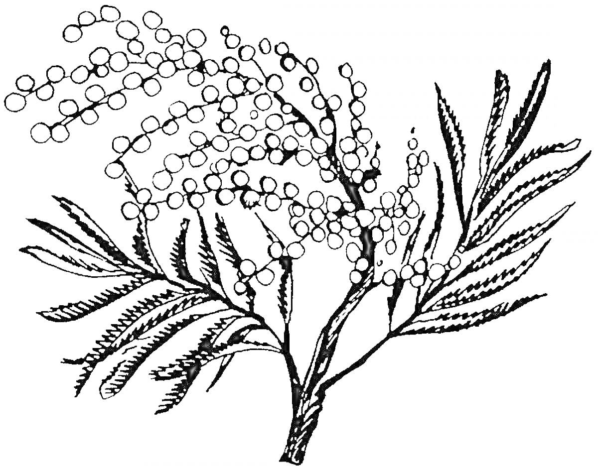 Раскраска Ветви мимозы с соцветиями и листьями