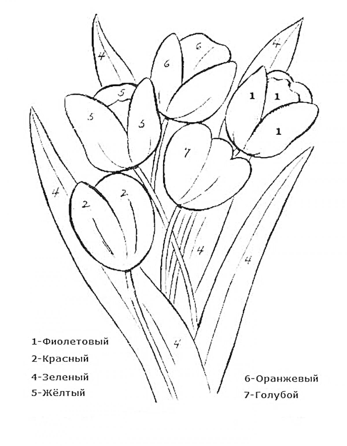 Раскраска Тюльпаны с номерами для раскрашивания