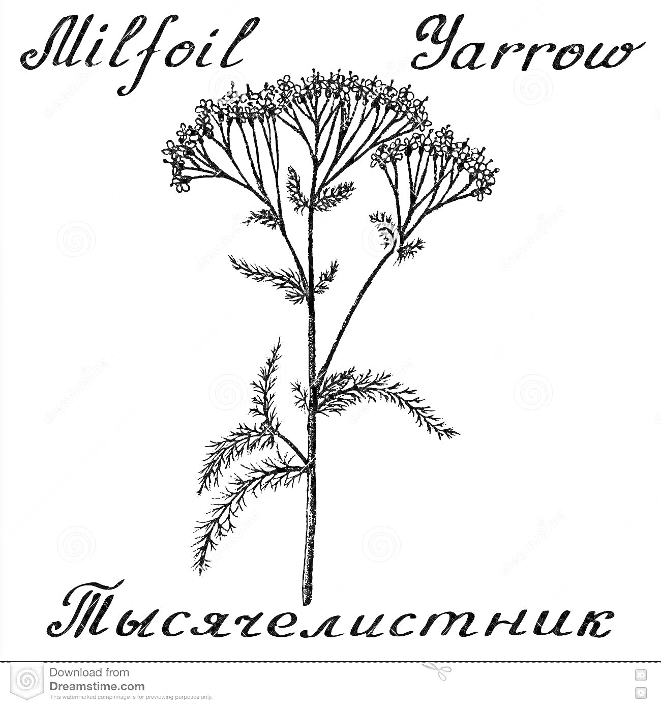 Раскраска Рисунок тысячелистника с английскими и русским названиями (Milfoil, Yarrow, Тысячелистник) на розовом фоне