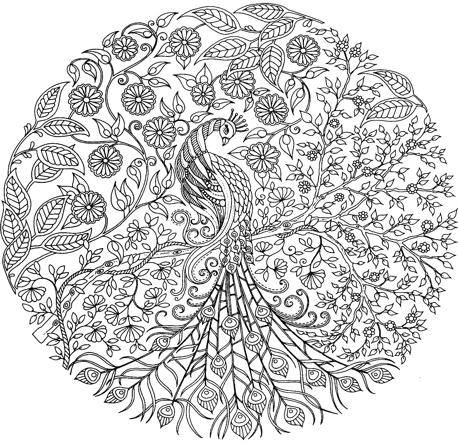 Раскраска Антистресс раскраска с павлином, листьями и цветами