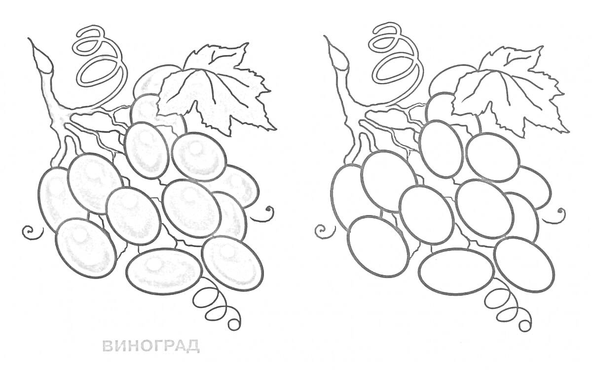 На раскраске изображено: Виноград, Листья, Лоза, 3-4 года, Фрукты