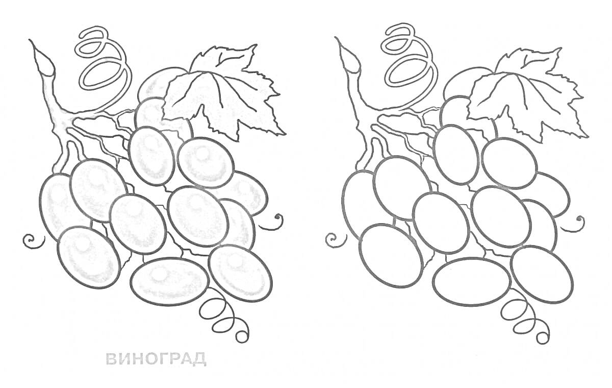 Раскраска Виноград с листьями и лозой, две грозди для раскрашивания