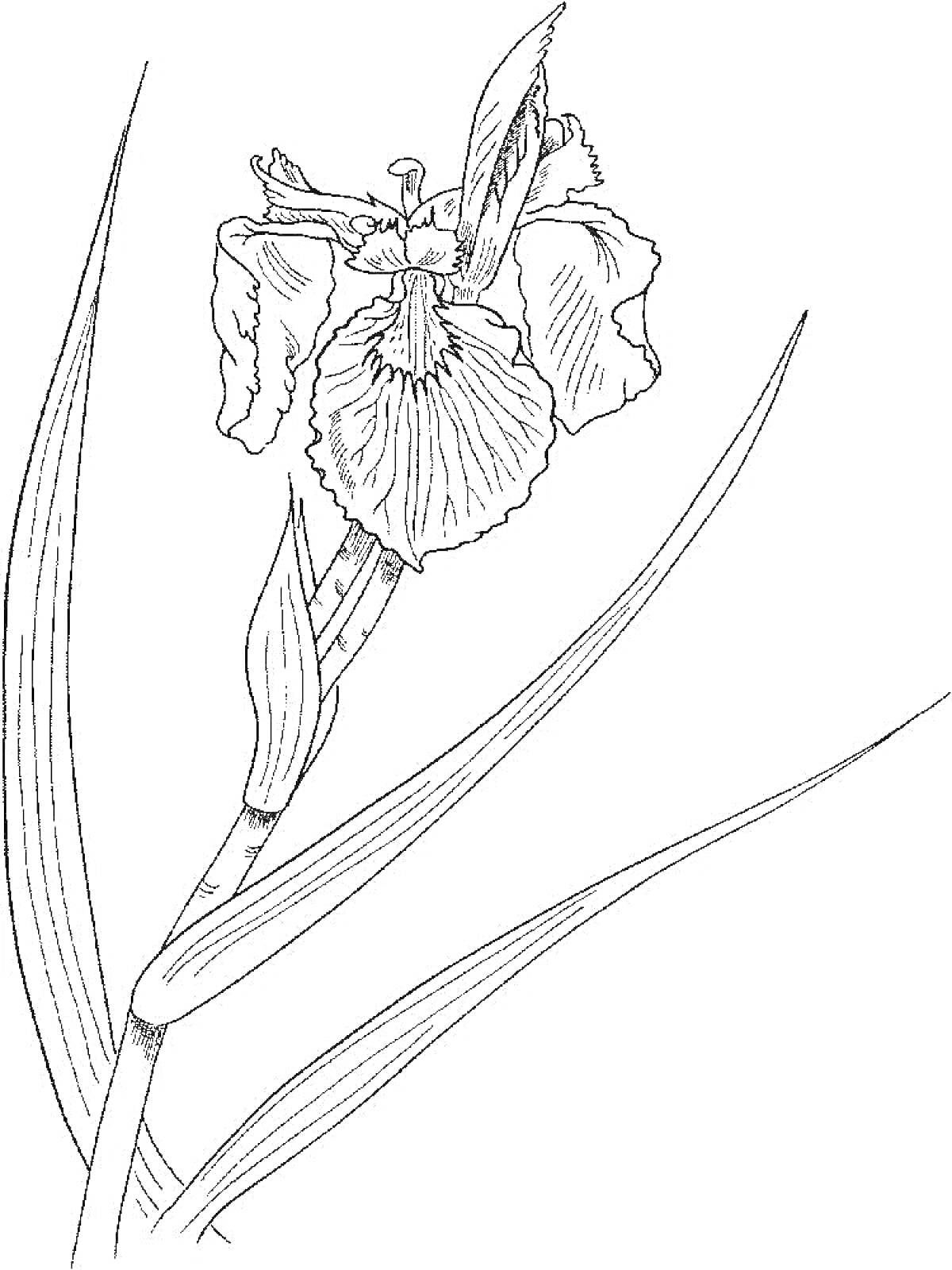 Раскраска Раскраска цветка ирис с листьями и бутоном
