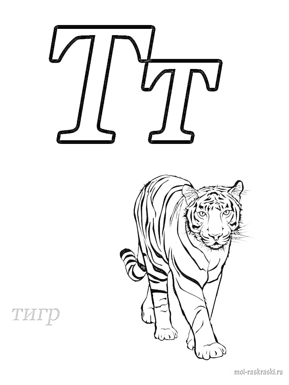На раскраске изображено: Буква Т, Тигр, Алфавит, Обучение, Животные