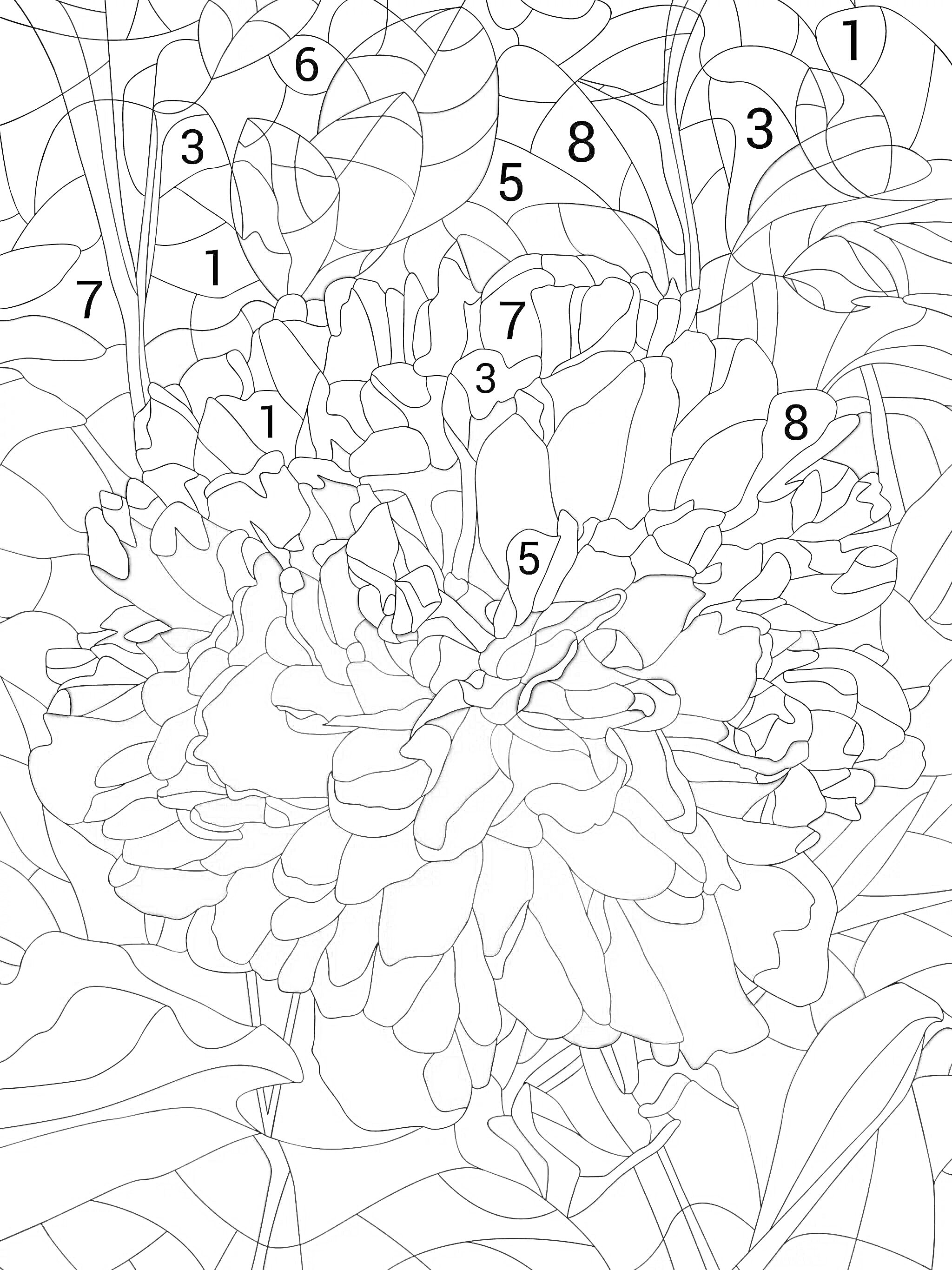 Раскраска Цветок пиона в окружении листвы