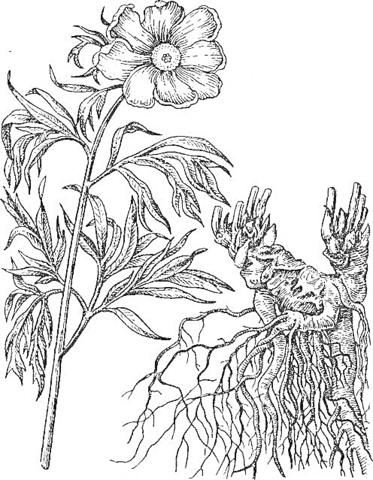 Раскраска Пион тонколистный с цветком, стеблем и корневой системой