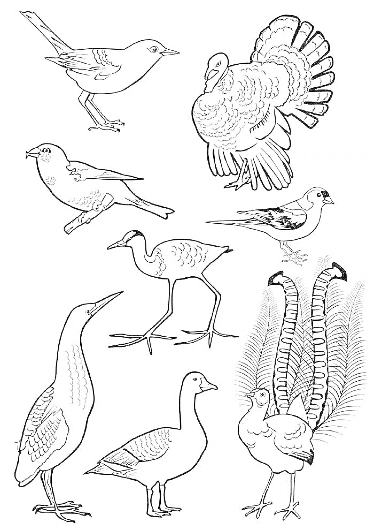 Раскраска Птицы дикие. Воробей, индейка, дрозд, журавль, чайка, цапля, дикий гусь, павлин