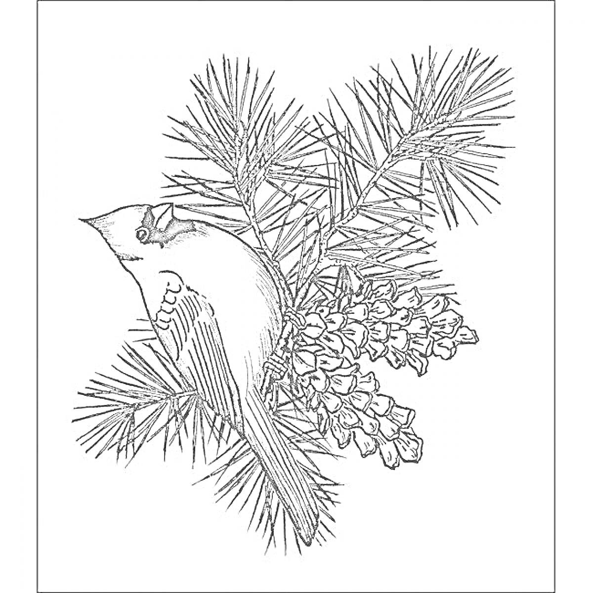 Раскраска Птица на сосновой ветке с шишками