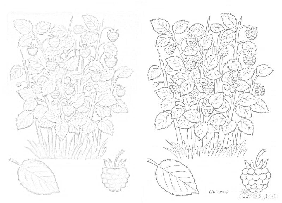 Раскраска Малиновый куст с листьями и ягодами, отдельный лист, отдельная малина