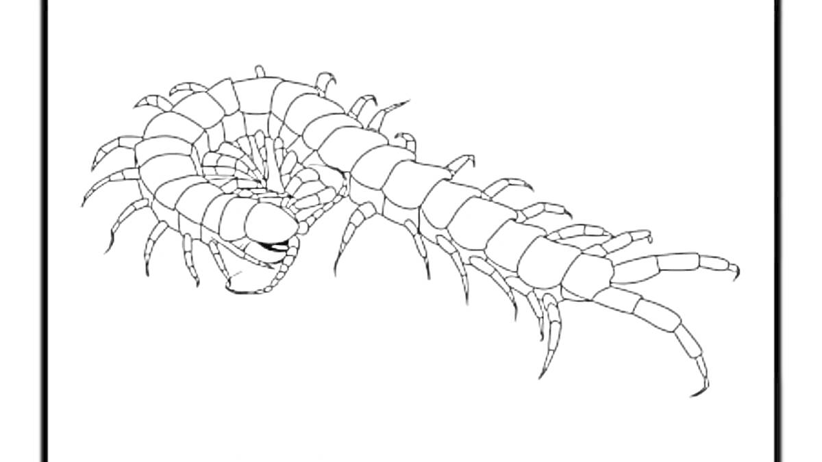 Раскраска Сороконожка с множеством ножек