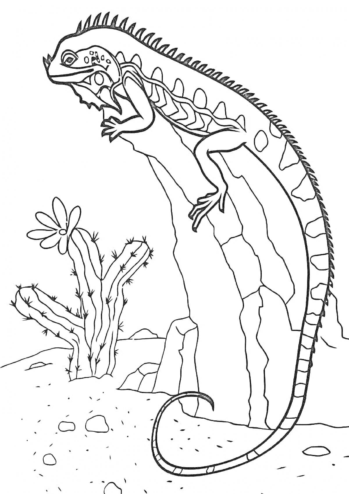 Раскраска Плащеносная ящерица на камне с кактусом на фоне