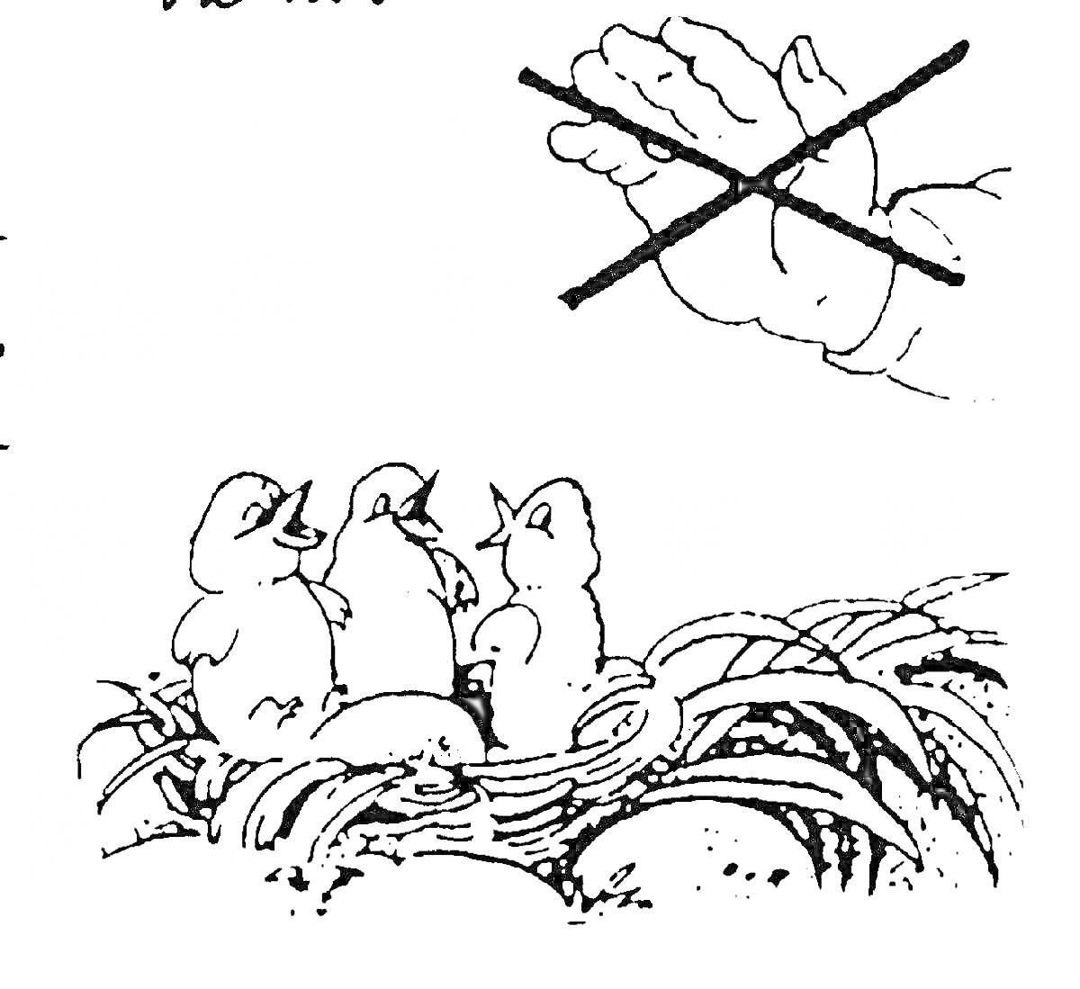 На раскраске изображено: Гнездо, Природа, Правила поведения, Лес