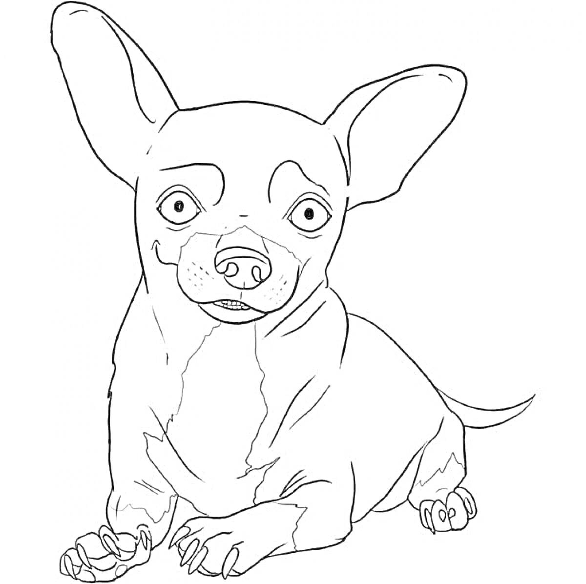 На раскраске изображено: Чихуахуа, Собака, Питомец, Большие уши
