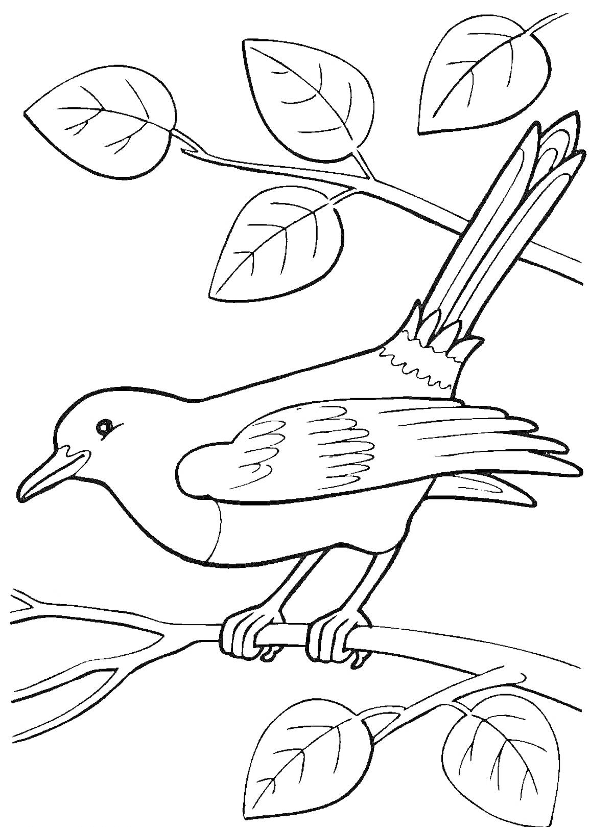 Раскраска Птица на ветке с листьями