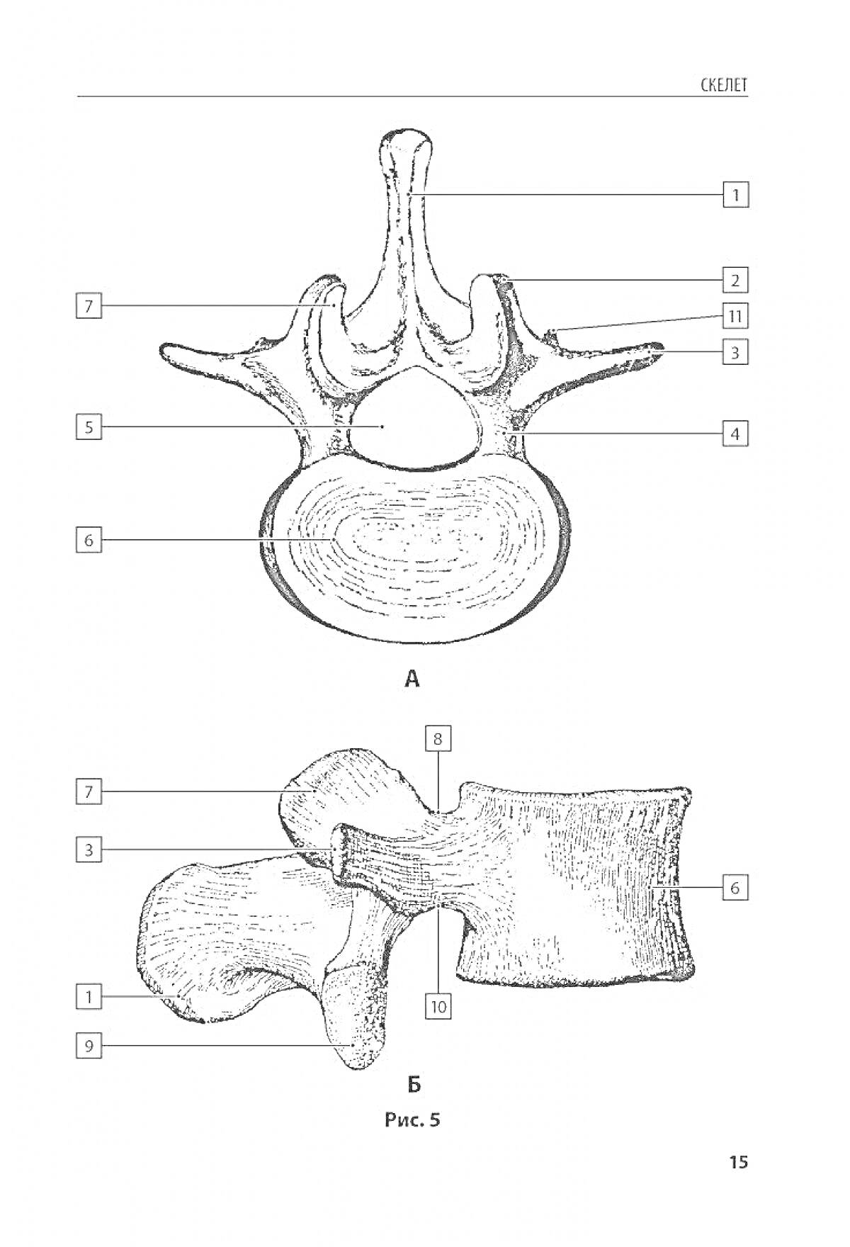 РаскраскаАнатомический атлас - Строение позвонка (виды А и Б)