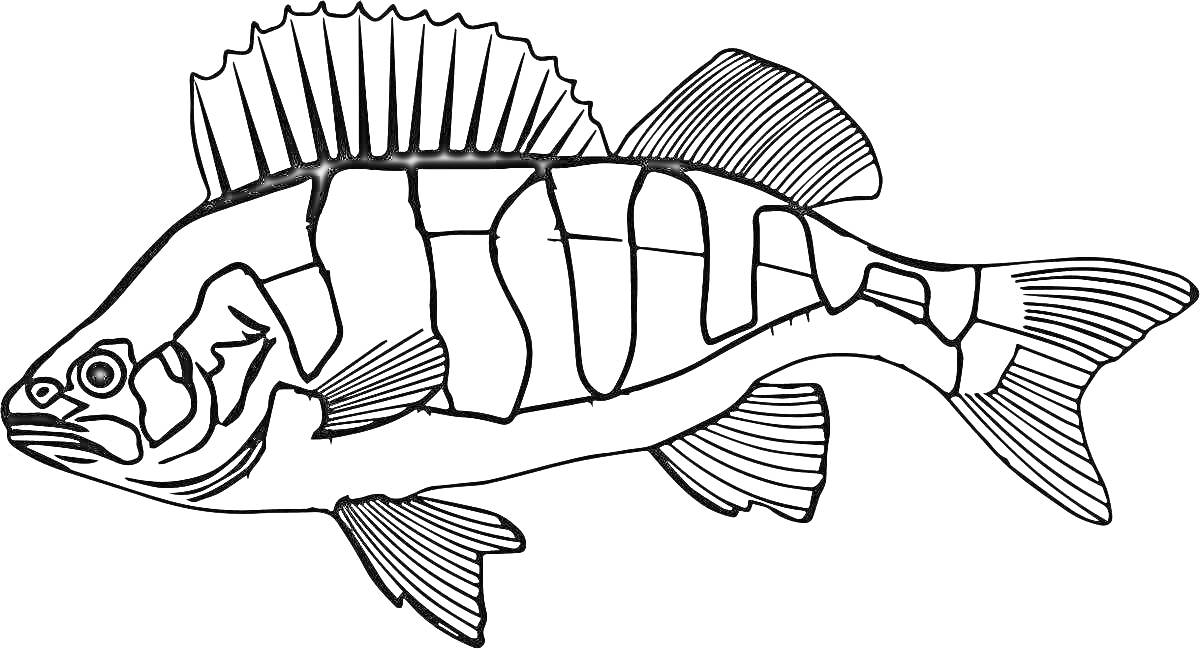 Раскраска Рыба ерш с деталями плавников и чешуи